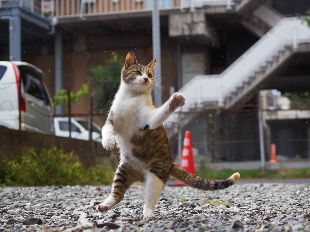 Коты, в общем, в чем-то похожи на кавказцев... - Кот, Лезгинка, Танцы, Фотография, Длиннопост