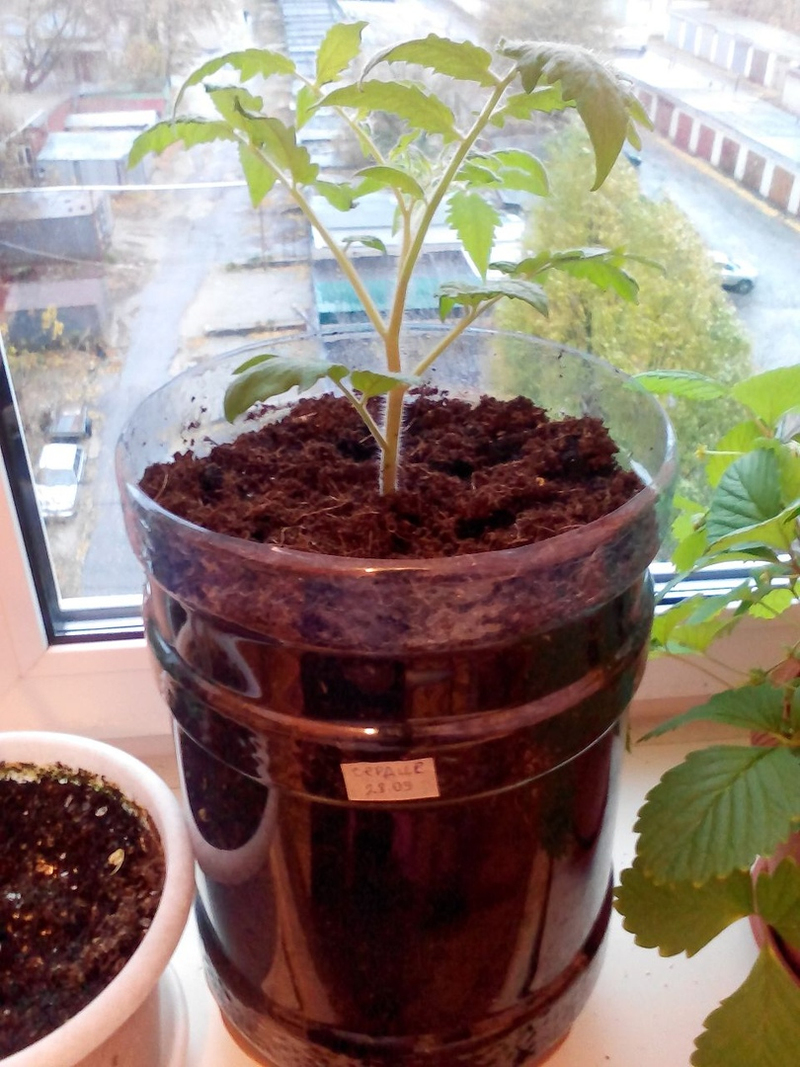 Tomatoes on the windowsill in winter. - My, Tomatoes, Vegetable garden on the windowsill, Longpost, cat