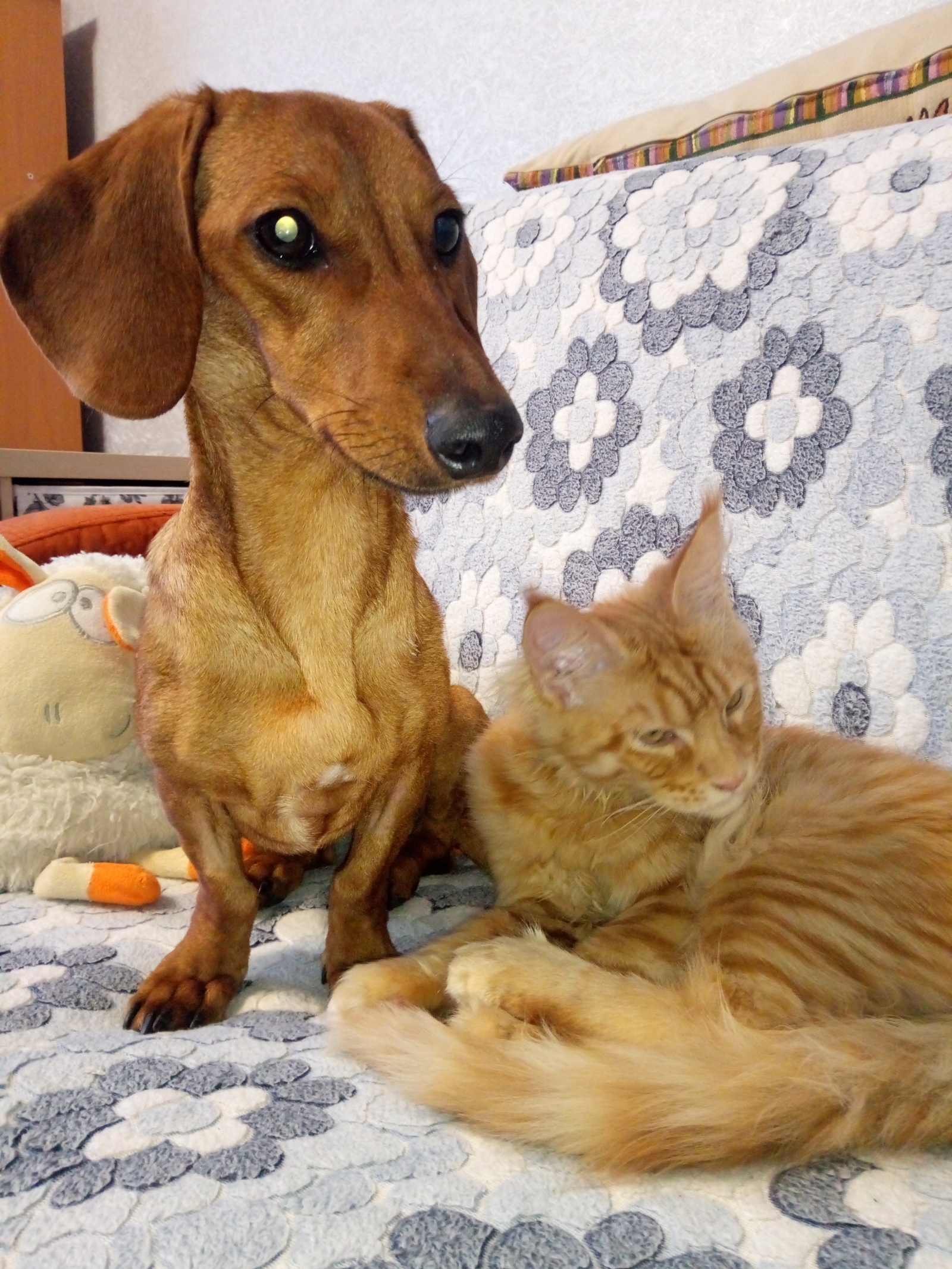 Happy Delhi Dachshund and her cat - My, Dachshund, cat, Catomafia, Maine Coon, friendship, , Dogs versus cats, Video, Longpost