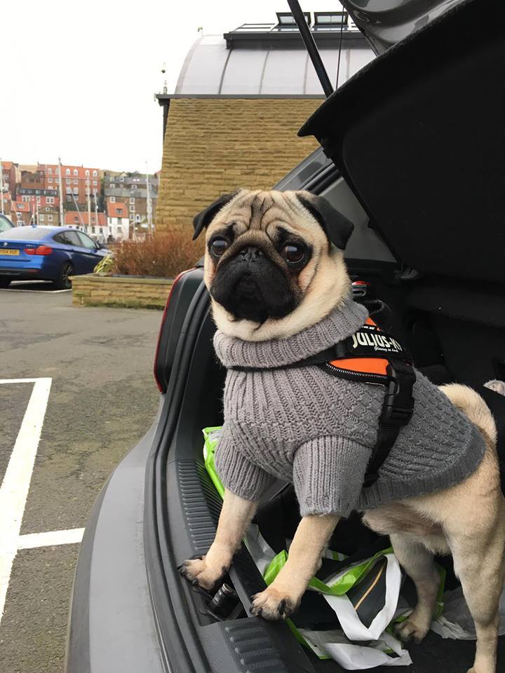 Ready for adventure! - Pug, Milota, Muzzle, Dog, Reddit