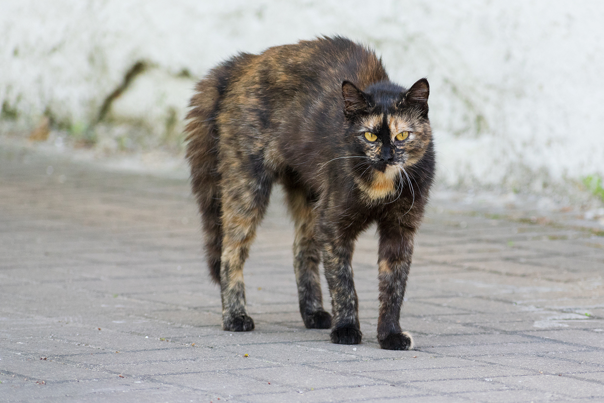 Уличные кошки. Подборка - Моё, Кот, Котомафия, Фотография, Анималистика, Длиннопост