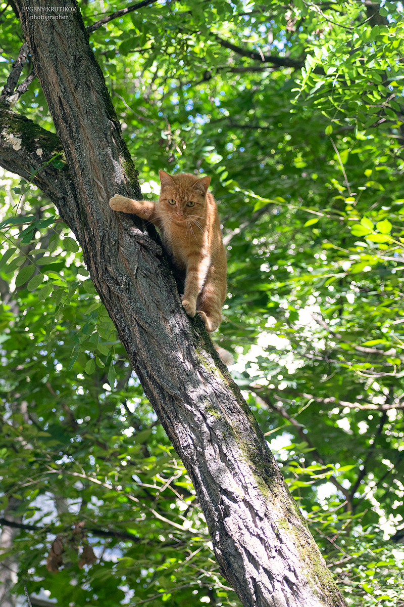 Уличные кошки. Подборка - Моё, Кот, Котомафия, Фотография, Анималистика, Длиннопост