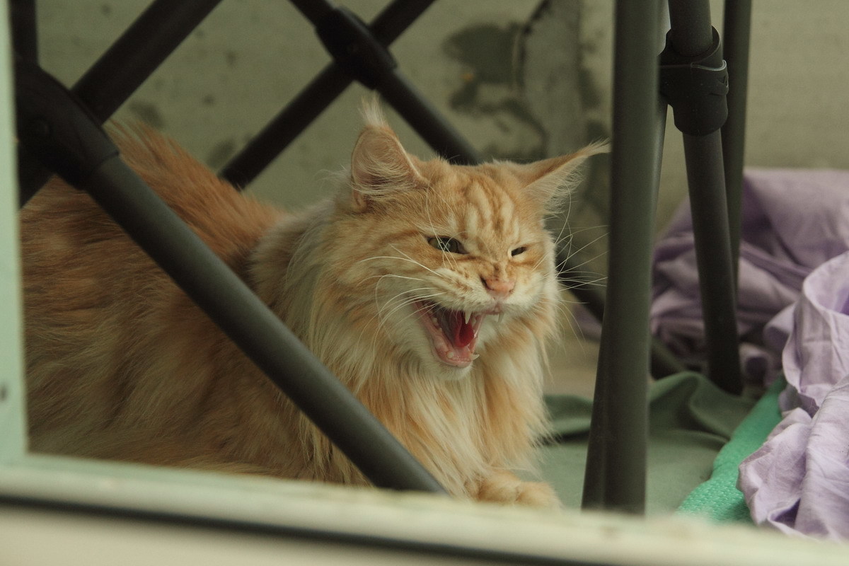 Juni is angry. - My, cat, Maine Coon, Catomafia