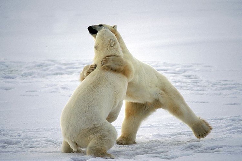 Bears - The Bears, Polar bear, The photo, , Longpost