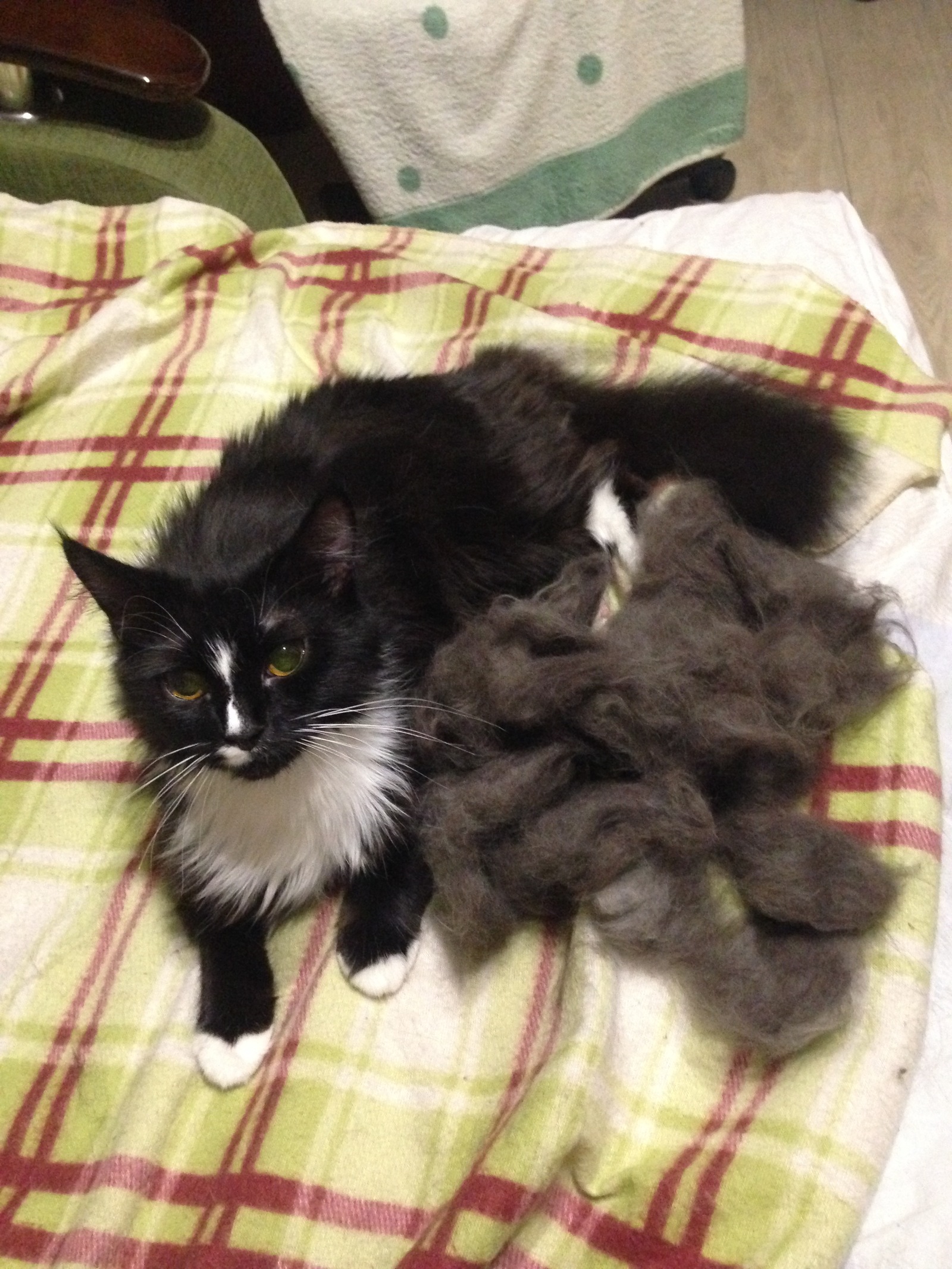 The bone is fluffy. - My, cat, Fluffy, Combing, Wool, Longpost