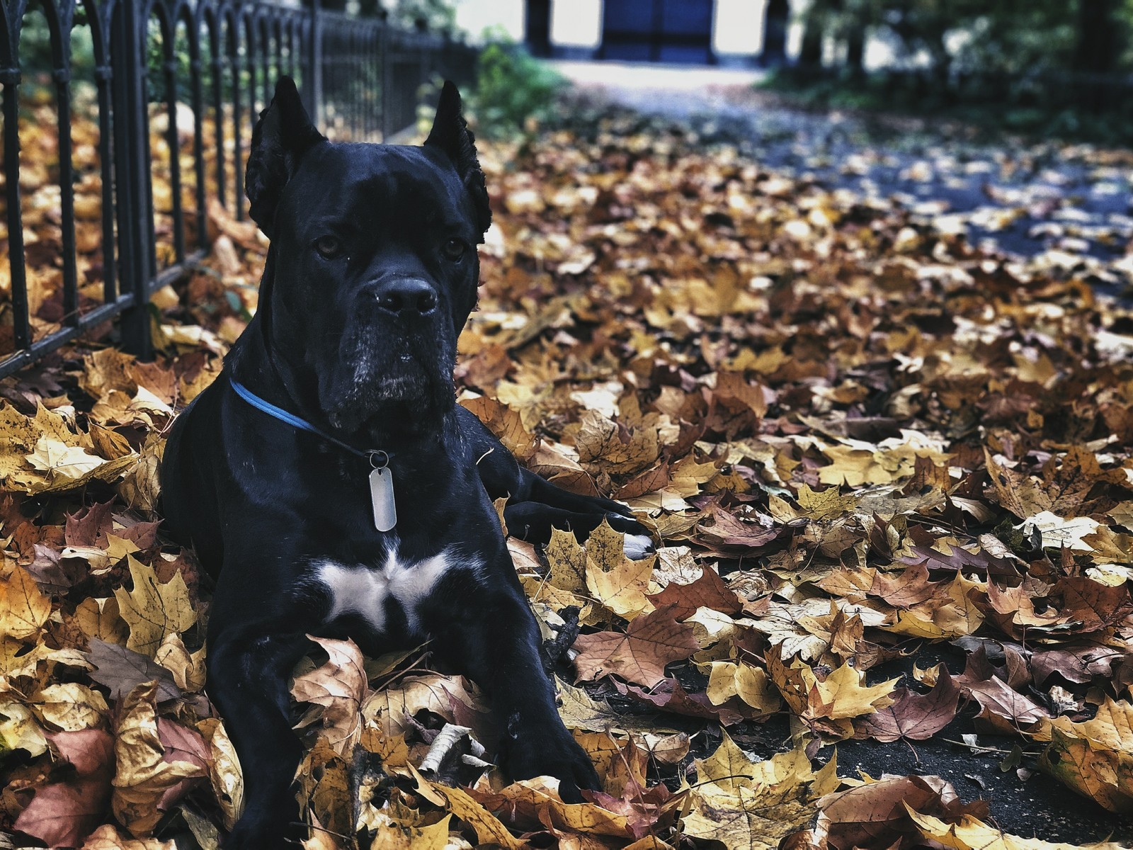 autumn kors - My, Dog, Cane Corso, Autumn, Pet, Longpost, Pets