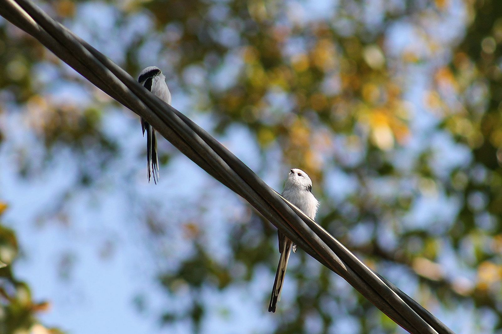 Chumicka bird - My, Canon 1100d, Amur region, Nature, Birds, Tit, The photo, Longpost