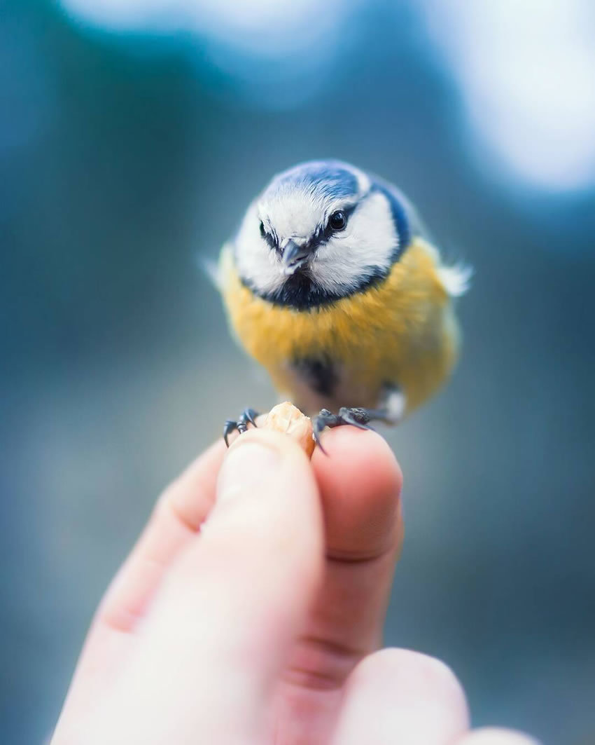 Birds by Ossi Saarinen - The photo, Birds, Ossi Saarinen, Longpost