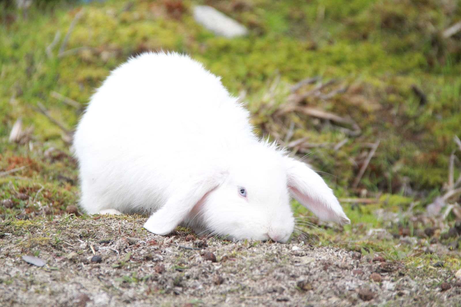 Rabbit - Rabbit, White, Beginning photographer, I want criticism