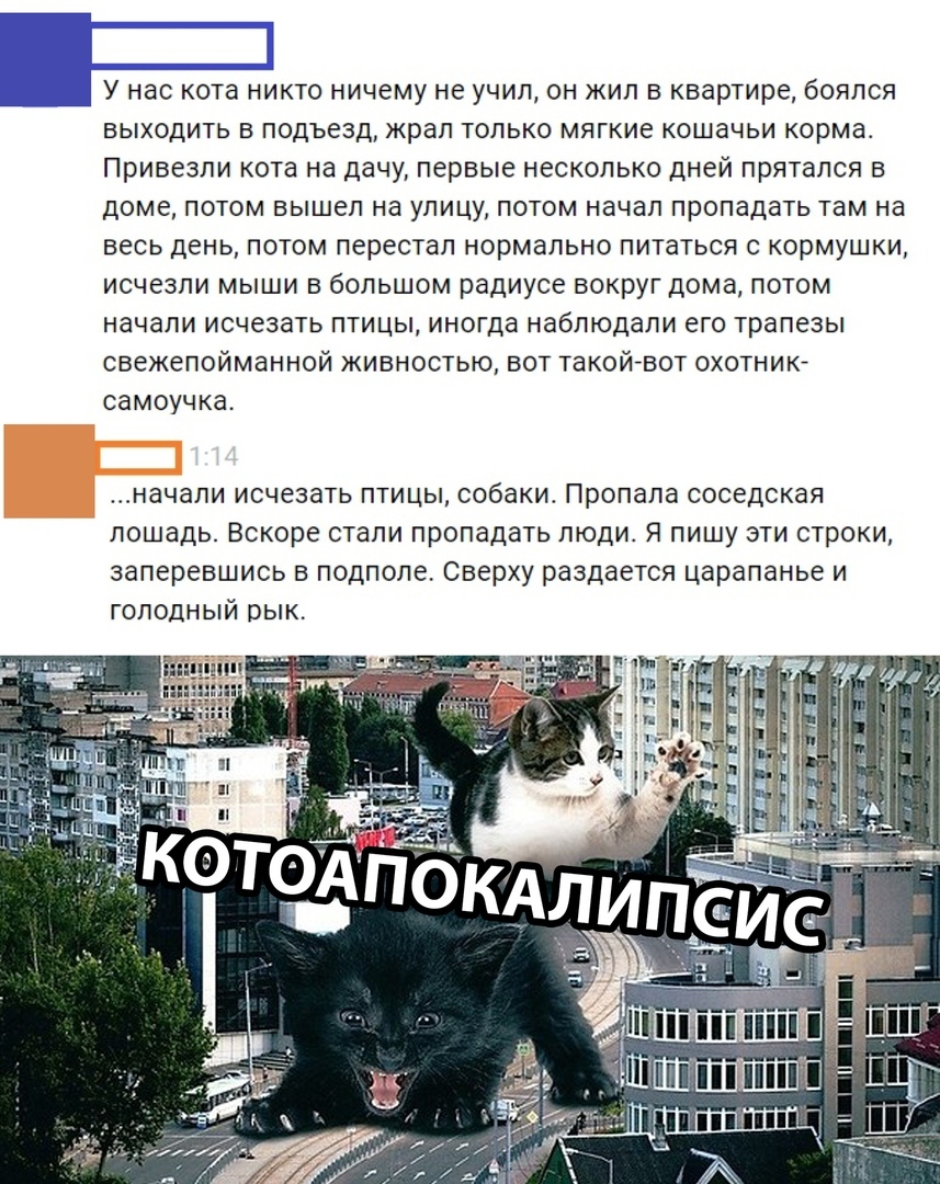 Стали пропадать. Анекдот завозил кота. У нас кота никто ничему не учил. А потом начали пропадать птицы...