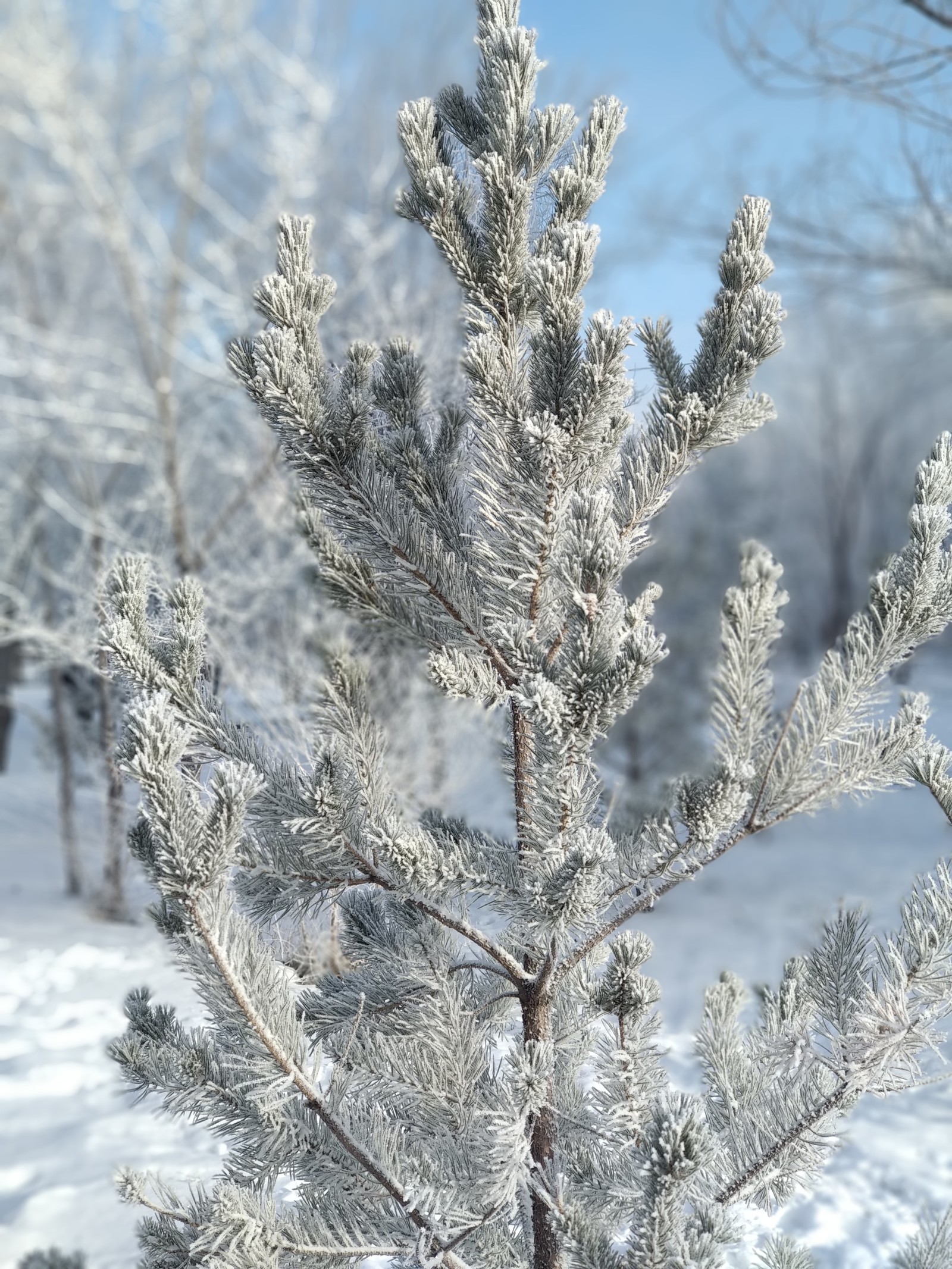 snowy november - My, Beginning photographer, Snow, Xiaomi Mi A1, Pine