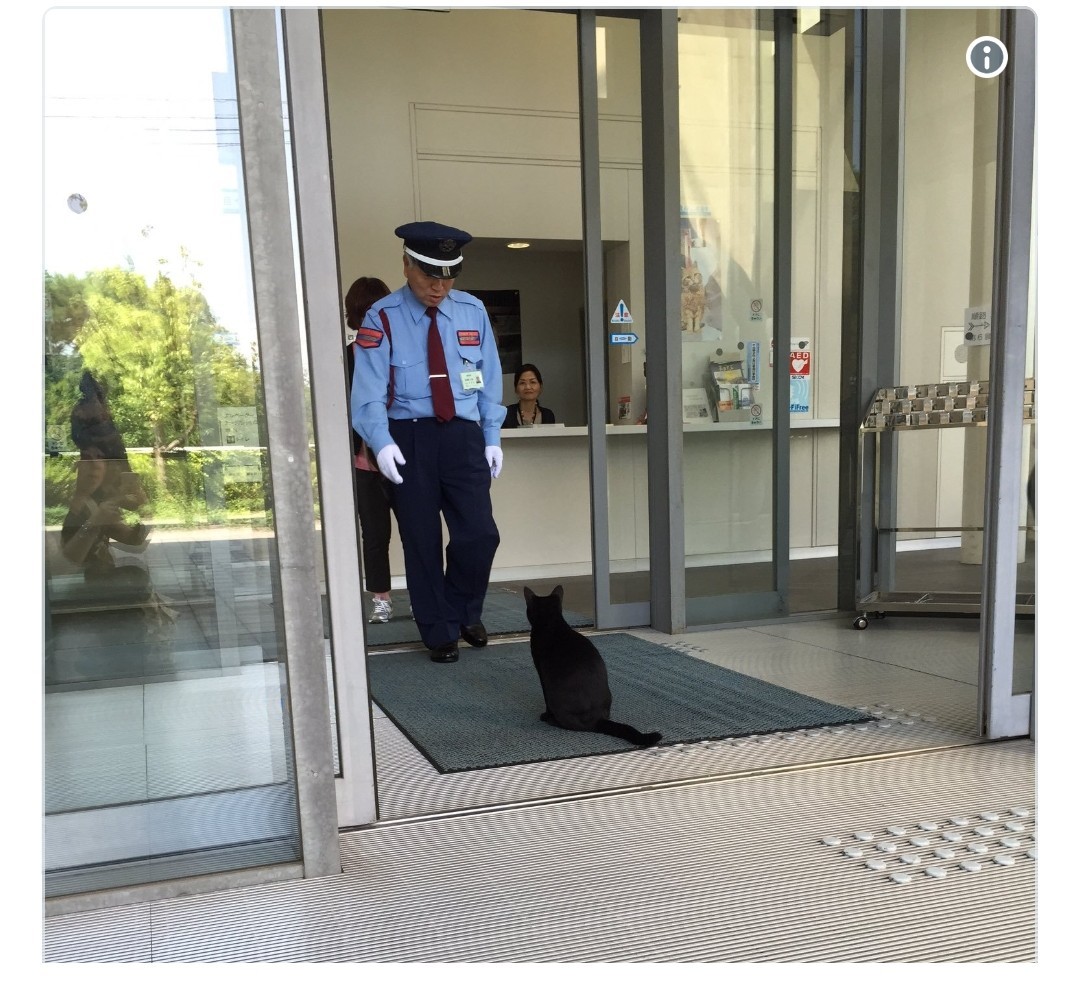 In Japan, two cats have been trying to enter a museum for two years, but a security guard prevents them. - cat, Museum, Japan, GIF, Longpost