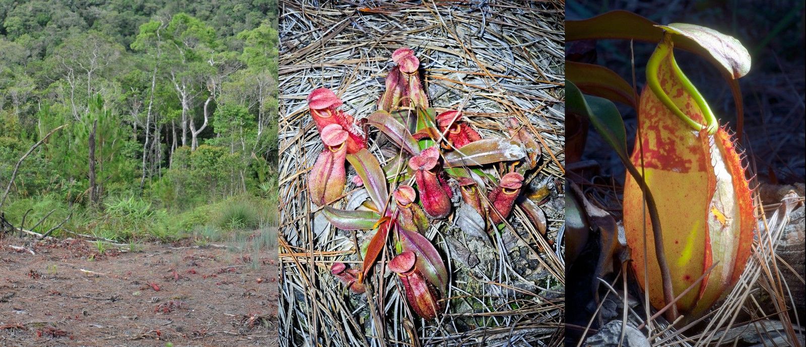 Tupaya on Nepenthes - The science, Biology, Tupaia, Copy-paste, Elementy ru, , GIF, Longpost