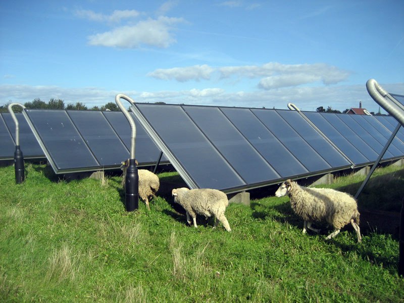 Solar panel and sheep - Ecology, Solar energy, Sheeps, Symbiosis, Ecosphere, Longpost, Solar Power Plant, Power station