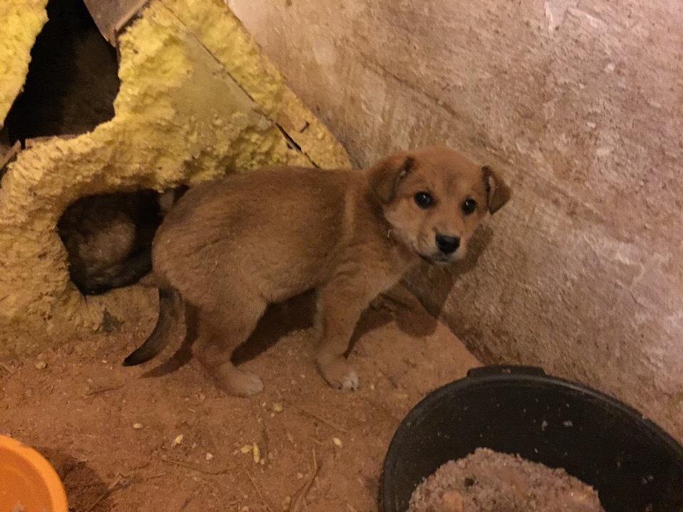 UFA (Bashkortostan)! CRY FOR HELP!!!!!! PVS CRUELTY KNOWS NO LIMITS!!!! HELP IS NEEDED TO STOP THE BRUTAL DESTRUCTION!! - My, Ufa, PVS, , Pet, Help, Dogs and people, Longpost, Dog, Pets, Helping animals