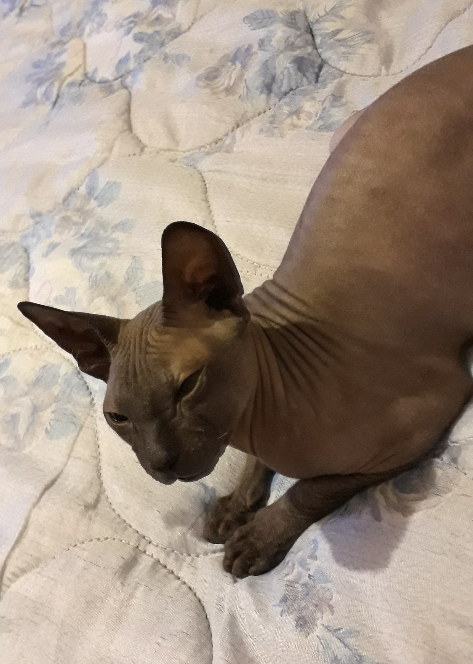 Meow.) - My, Don Sphynx, Catomafia, Mars, Grey, Longpost, cat