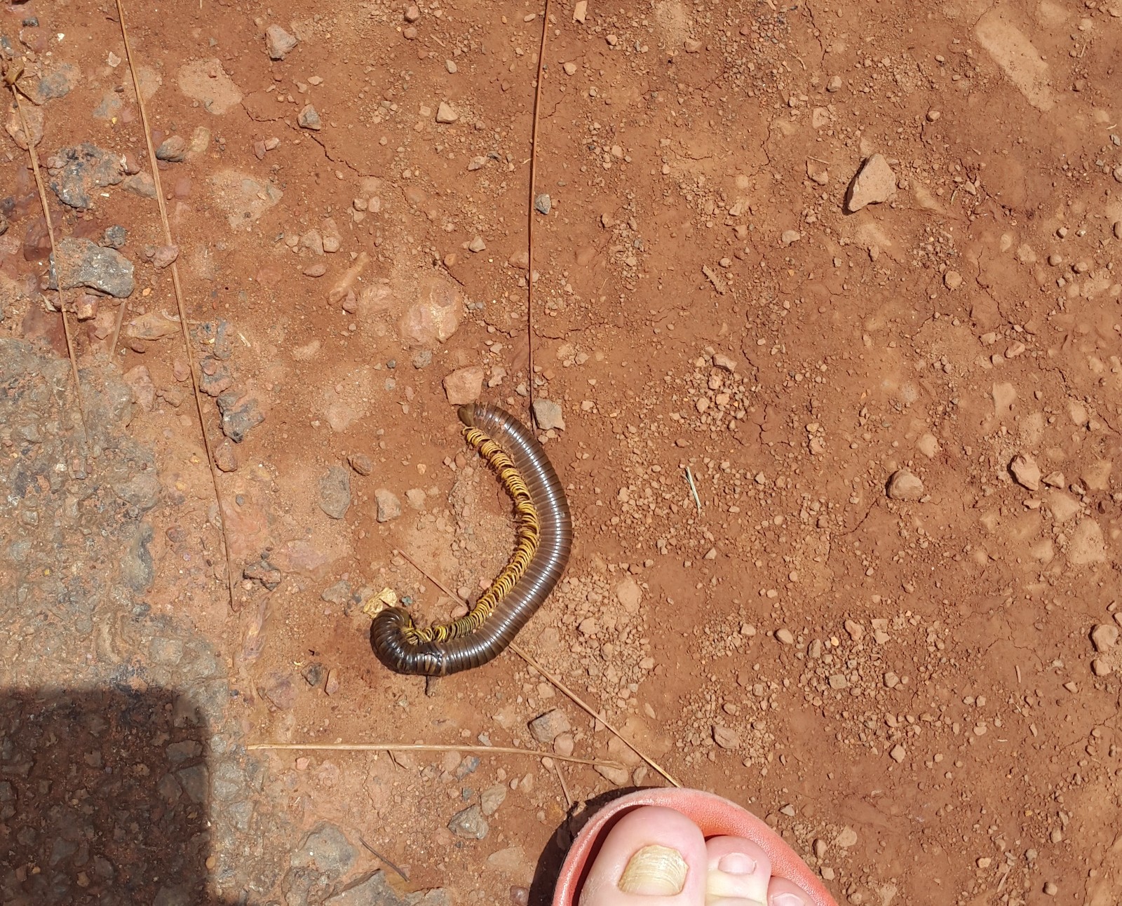 Do not go, children, to walk in Africa. - My, Africa, CAR, Insects, Tag