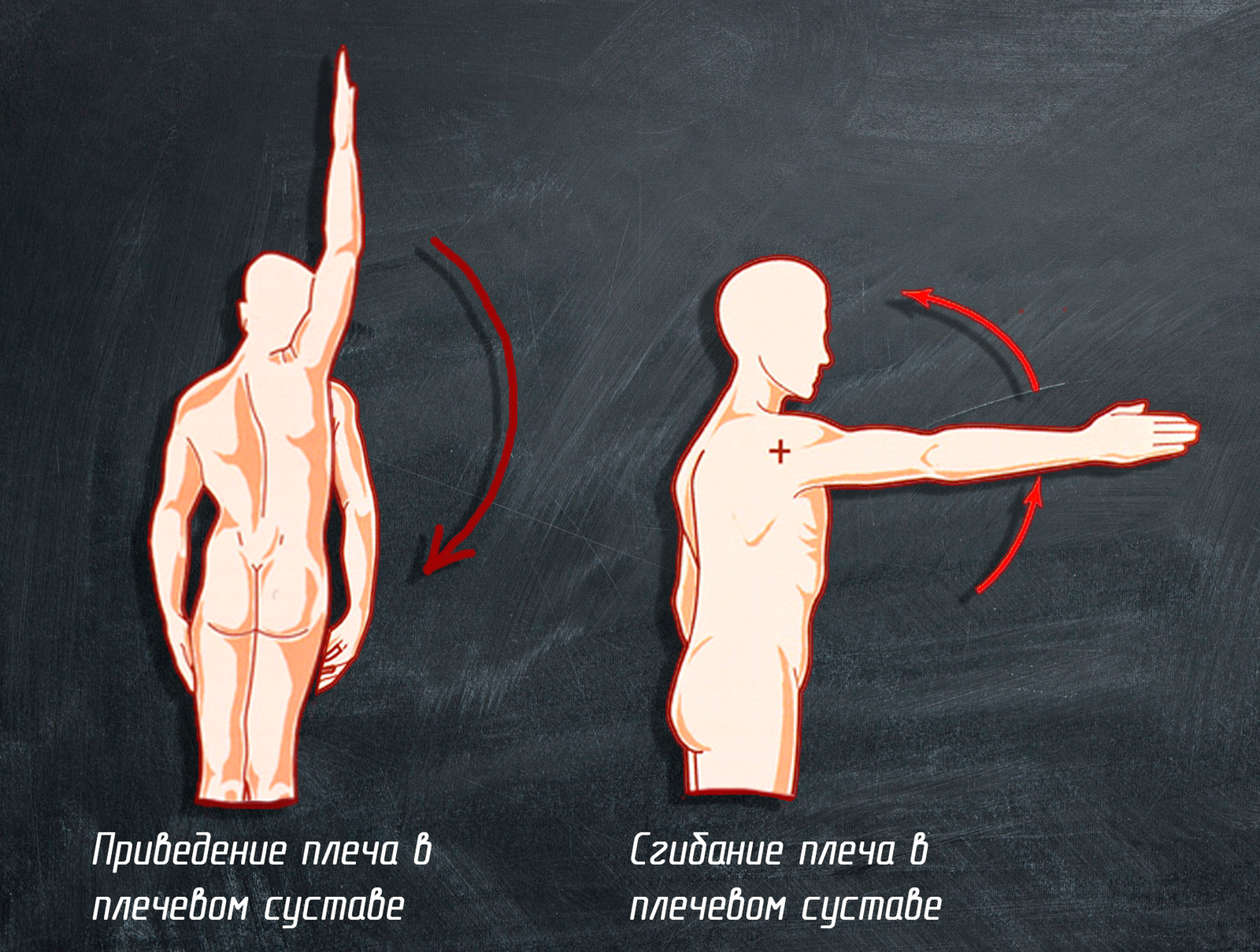 Анатомия мышц. Точки крепления. Силовые упражнения. | Пикабу