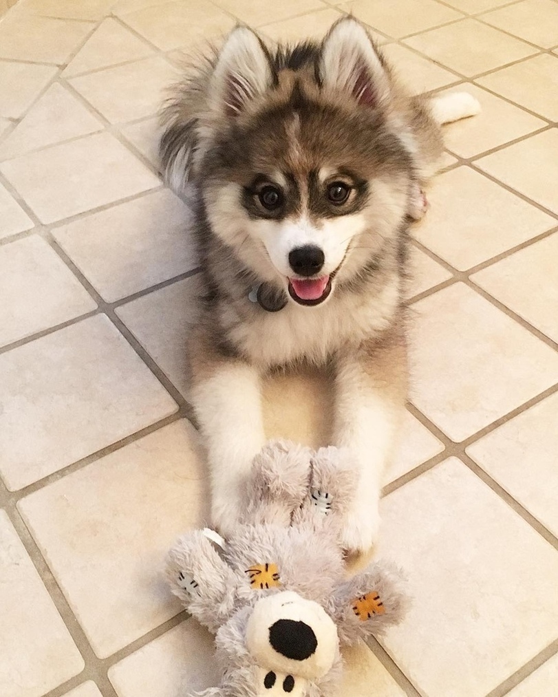 Pomsky is a hybrid of Pomeranian and Husky. - Milota, Dog, pomsky, Longpost