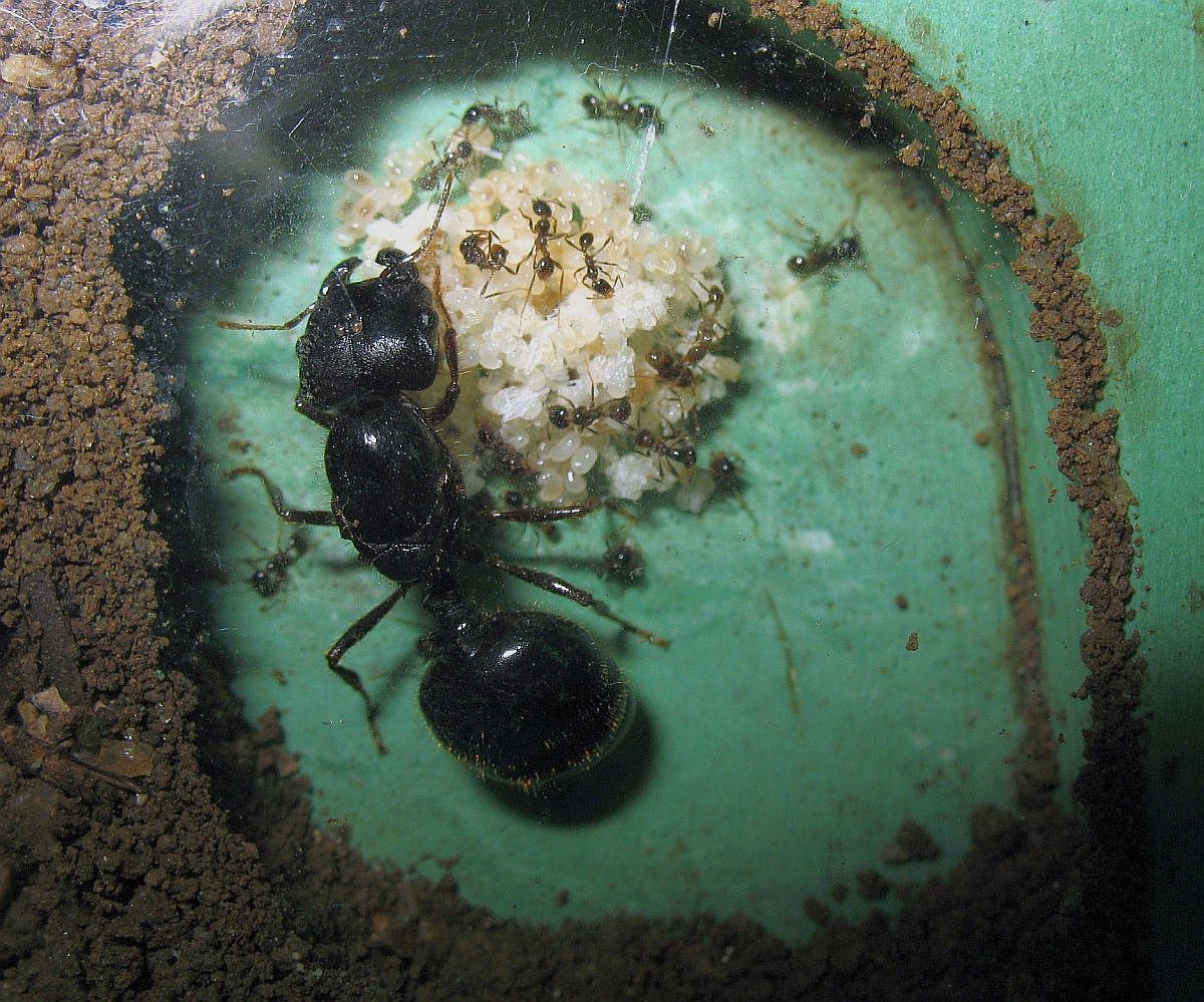 Ants tanks - Ants, Insects, , Interesting, Informative, GIF, Longpost