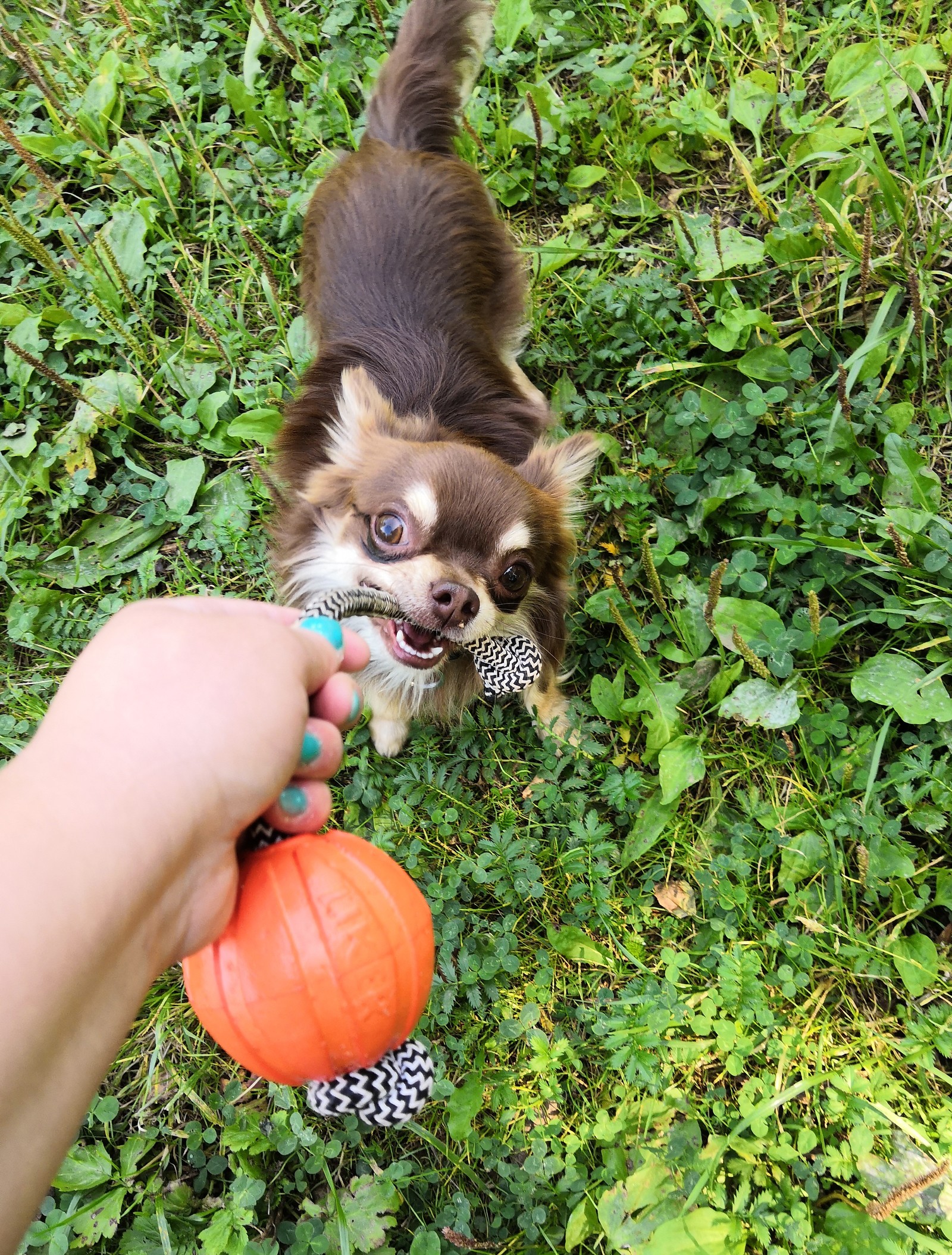 To each his own toy - My, Dog, Giant schnauzer, Chihuahua, Dog lovers, Dog days, Big and small, Longpost