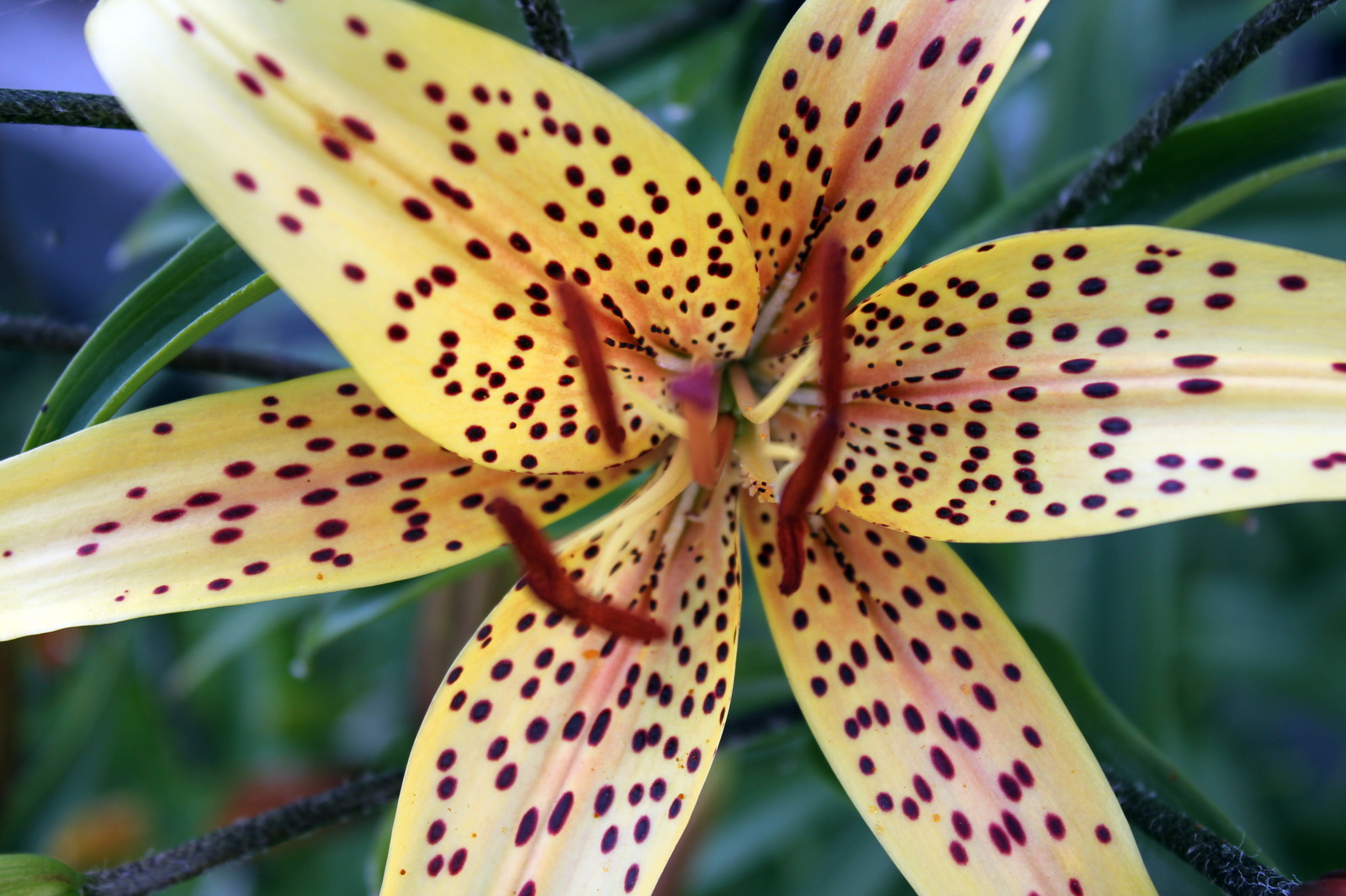 Flowers #4. - My, Flowers, Lily, Garden, Garden, Ural, Yekaterinburg, Longpost