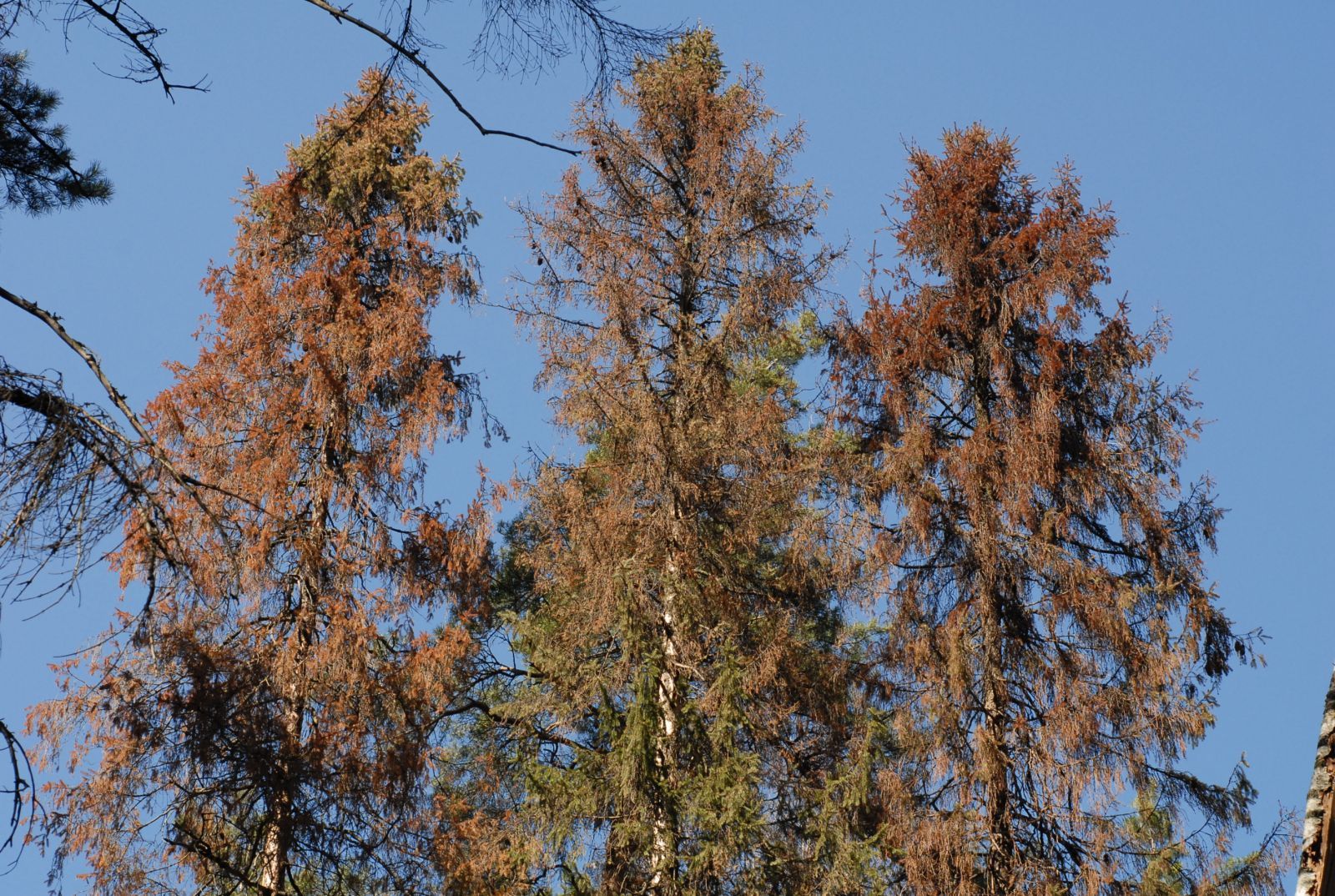 The beetle is starting to bother me - My, Anxiety, Parasites, Hopelessness, Longpost, Bark beetles