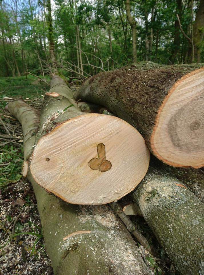 Here's to you, fucking lumberjacks - The photo, Tree, 