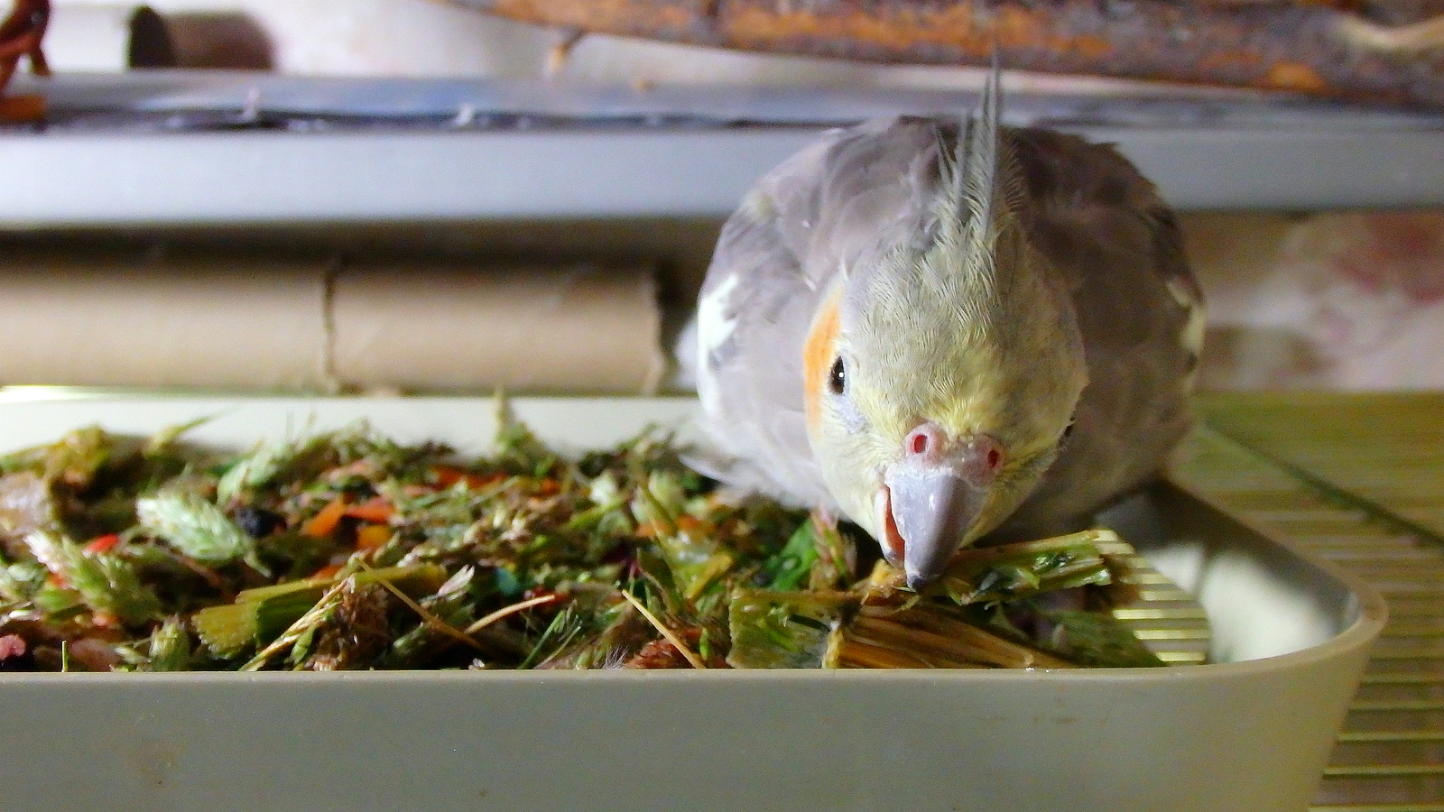 Salad mix for parrots. - My, Birds, A parrot, Corella, Nutrition, Greenery, , Longpost