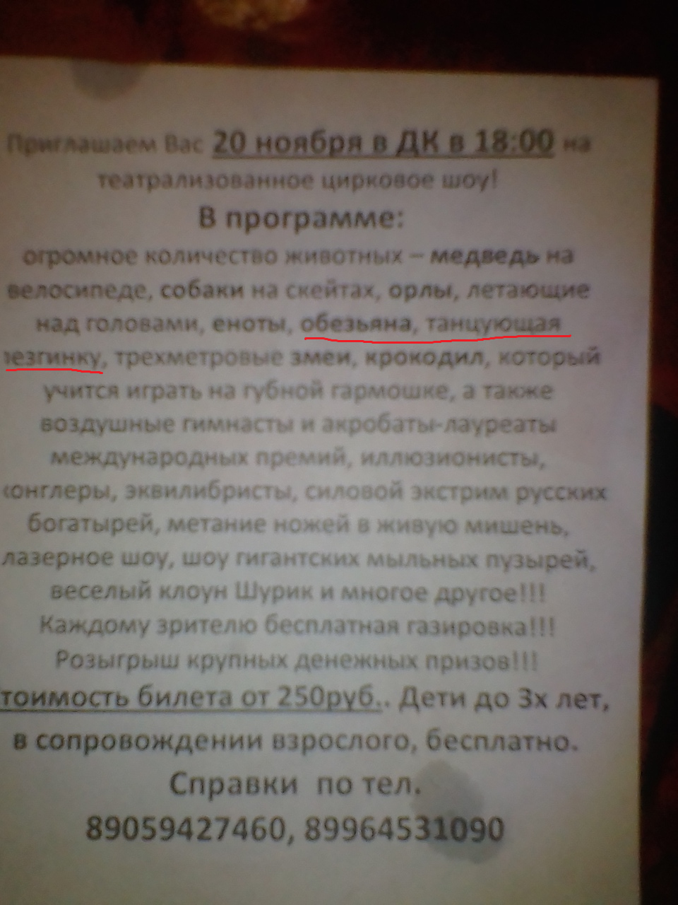 Как одним цирковым представлением тонко оскорбить целые народы - Кавказ, Лезгинка, Цирк, Животные