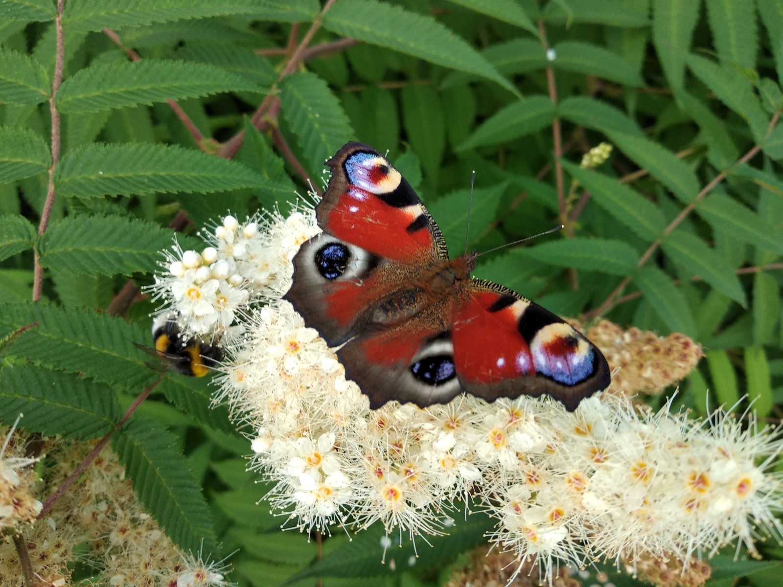 Peacock's Eye - My, Summer, Butterfly, Bumblebee