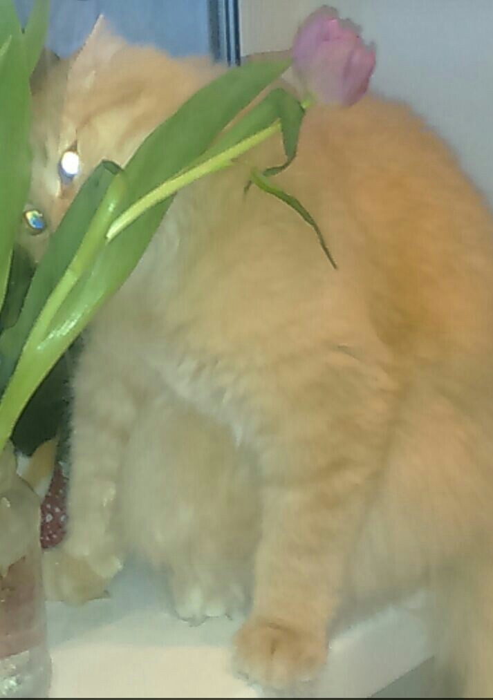 Dormouse and tulips - My, Catomafia, Longpost, cat, Tulips