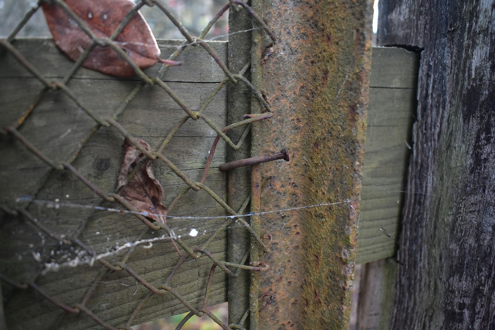 Leaves, nails - My, Leaves, Nails, Autumn, Beginning photographer, Pseudo-art