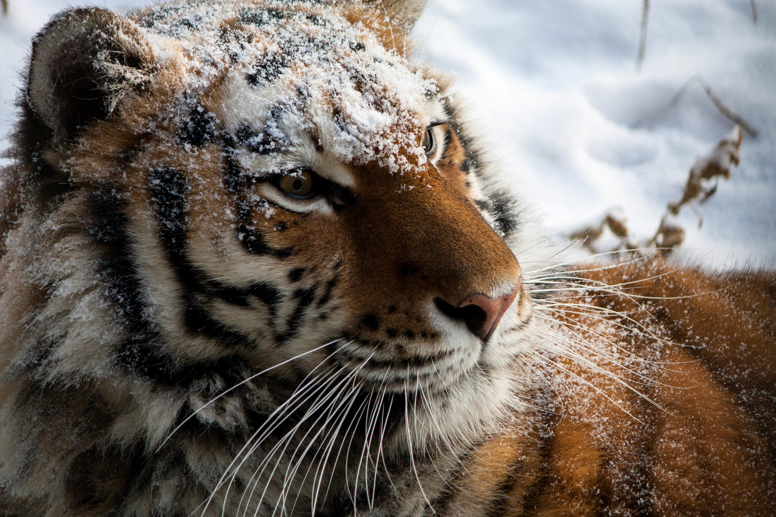 The body of a cat, the grace of a potato - My, Amur tiger, Chelyabinsk Zoo, Big cats, Longpost, The photo