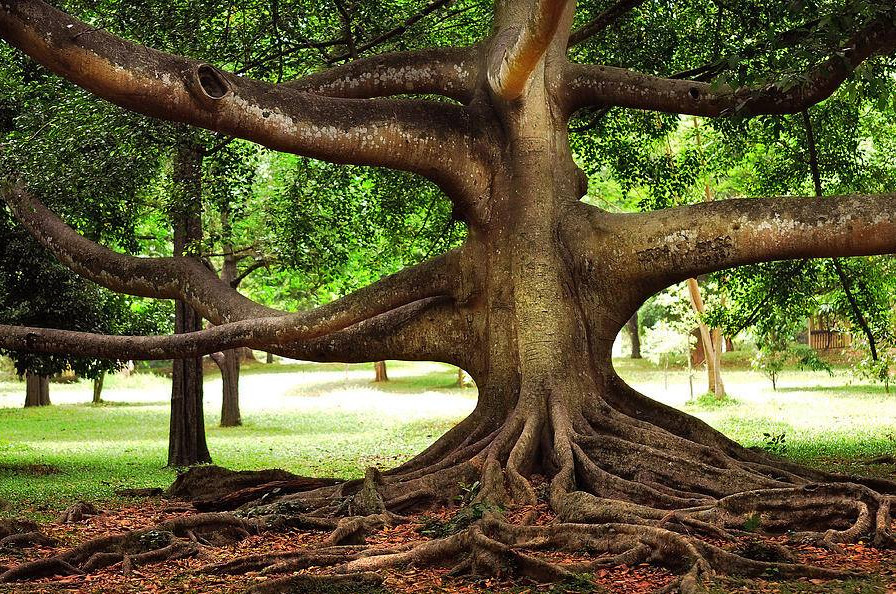 Planet life in a tree. - Planet Earth, The photo, Tree, Longpost