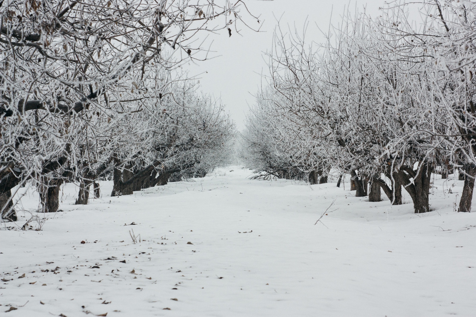 Happy first winter day! - My, The photo, Winter, Nature, Snow