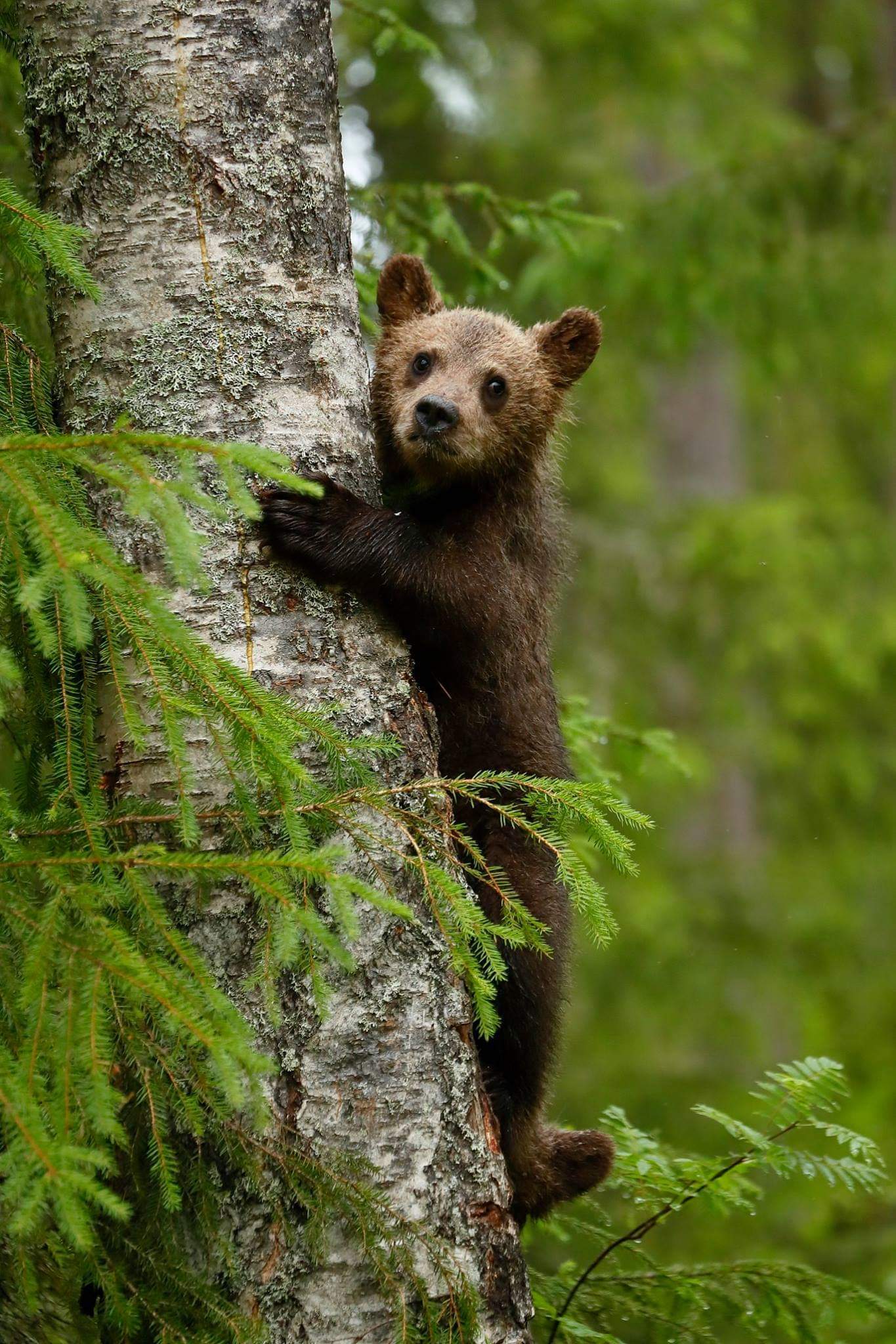 Tree bear