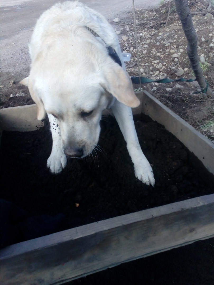 Dogs at work - My, Dog, Labrador, German Shepherd, , Longpost