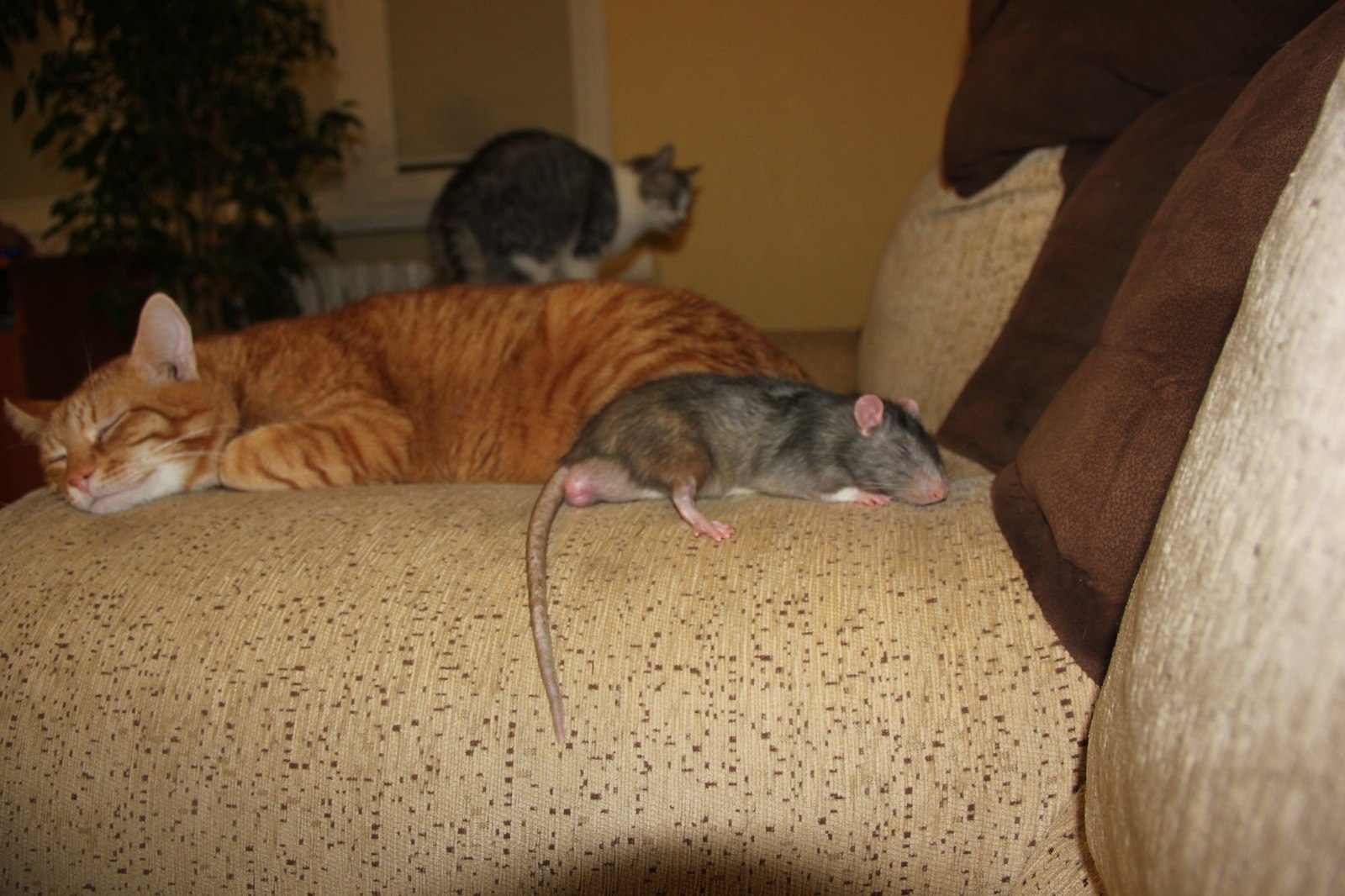 I-idyll! - My, cat, Rat, friendship