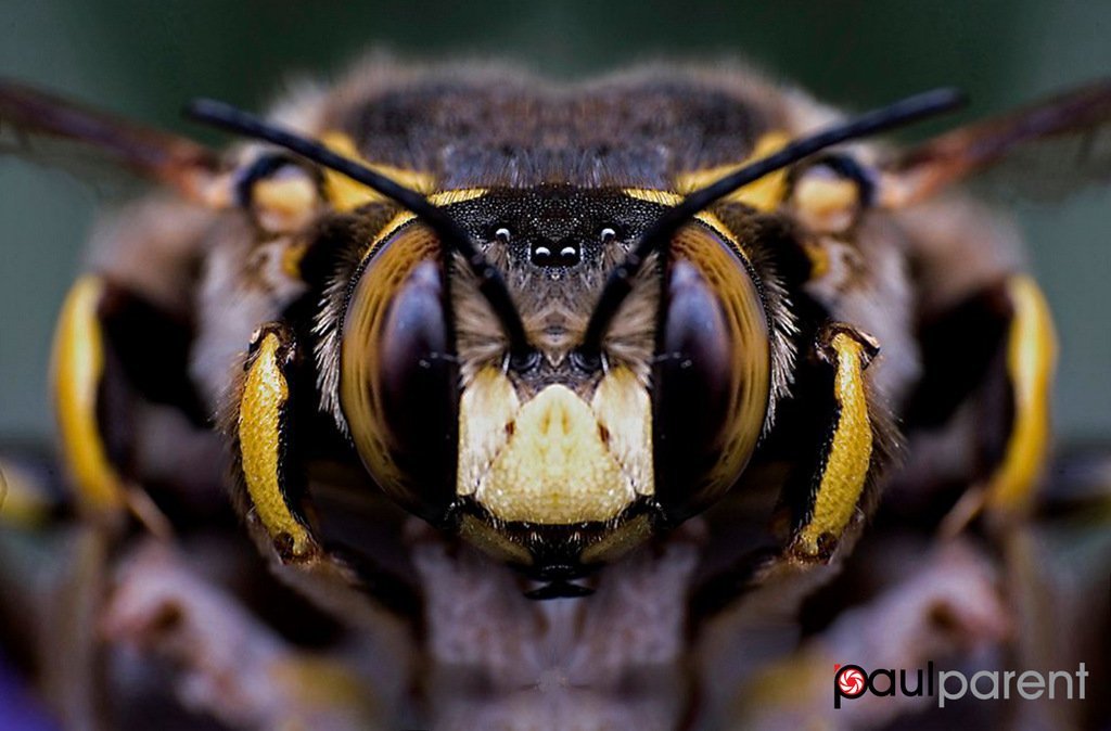 Close-up portraits of insects - Nature, Insects, Portrait, Macro, Longpost, The photo, Macro photography