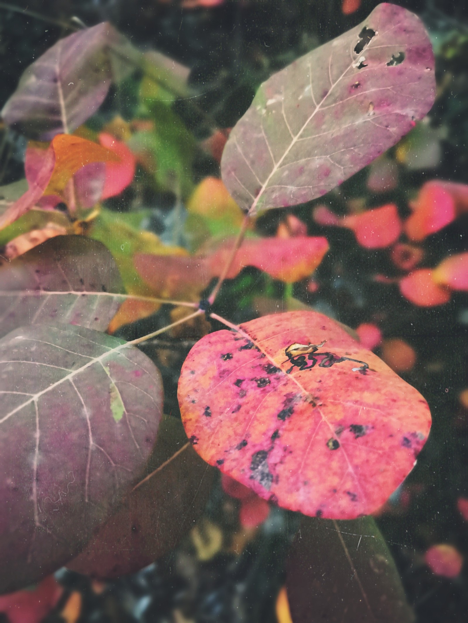 Autumn in December - My, No rating, Plants, Photo Filters, Photo on sneaker, Longpost