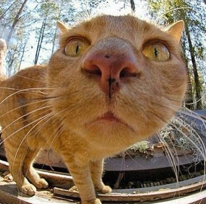 Curiosity - cat, Nose, Curiosity, Longpost