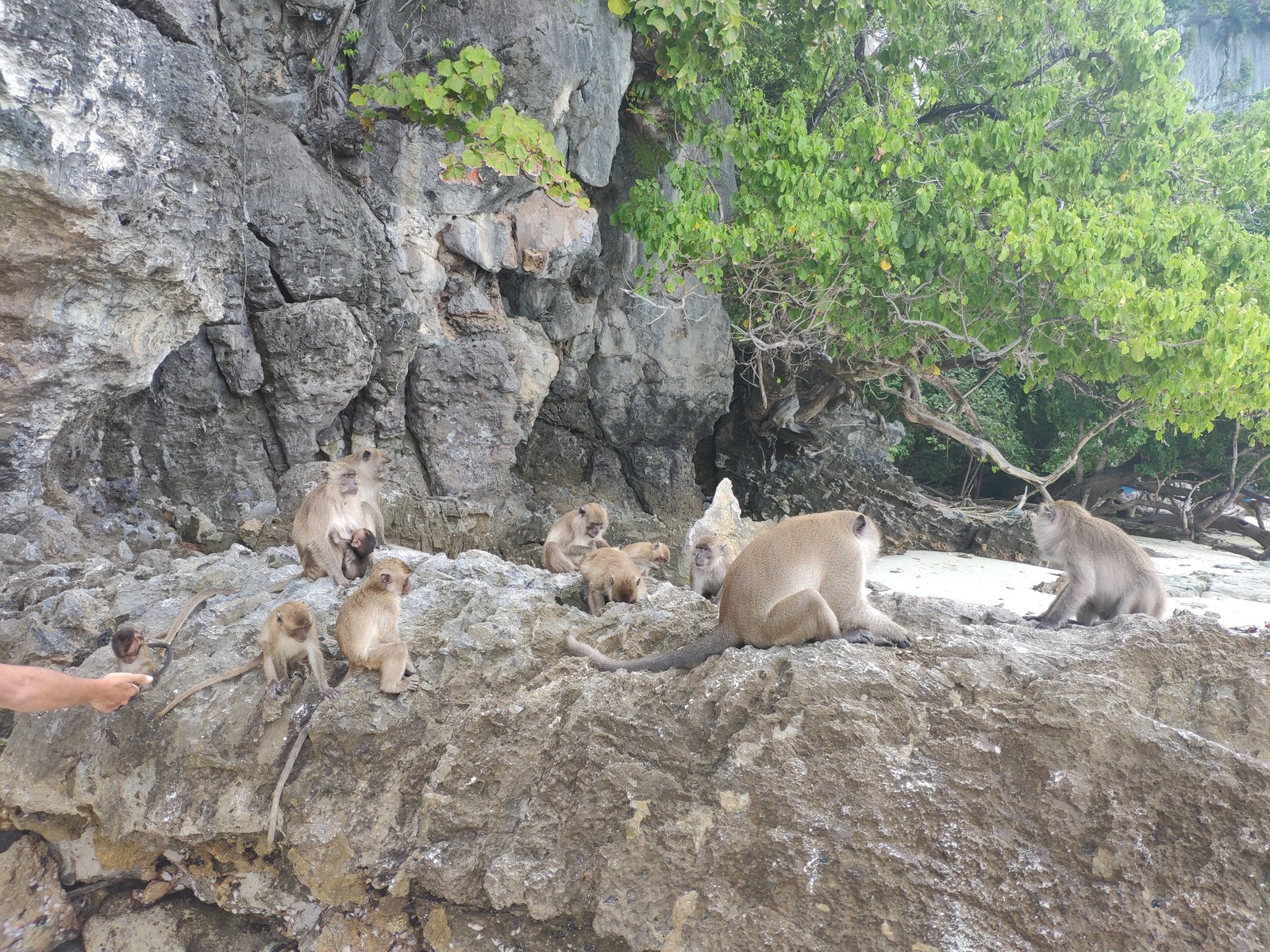 Phi Phi Islands, Thailand - My, Koh Phi Phi, Travelers, Travels, Underwater world, Video, Longpost