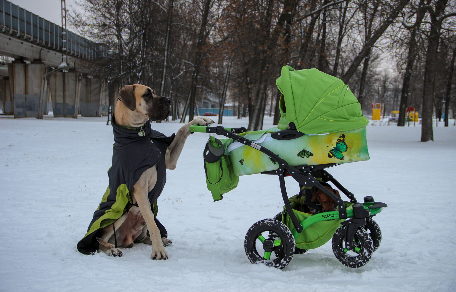 big babysitter - My, Pet, Milota, Walk, Family, Dog, Pets