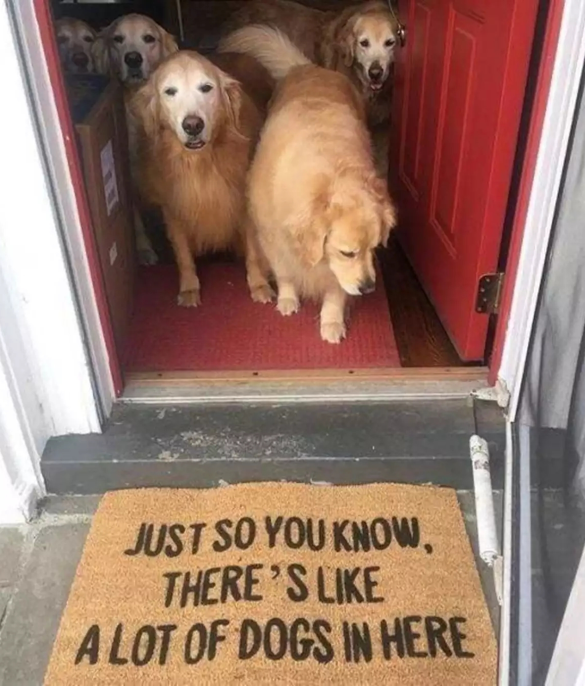 Respect to the owners who warn visitors with dog phobia, although how can one be afraid of such people? - Dog, Mat, Warning, Milota, Golden retriever