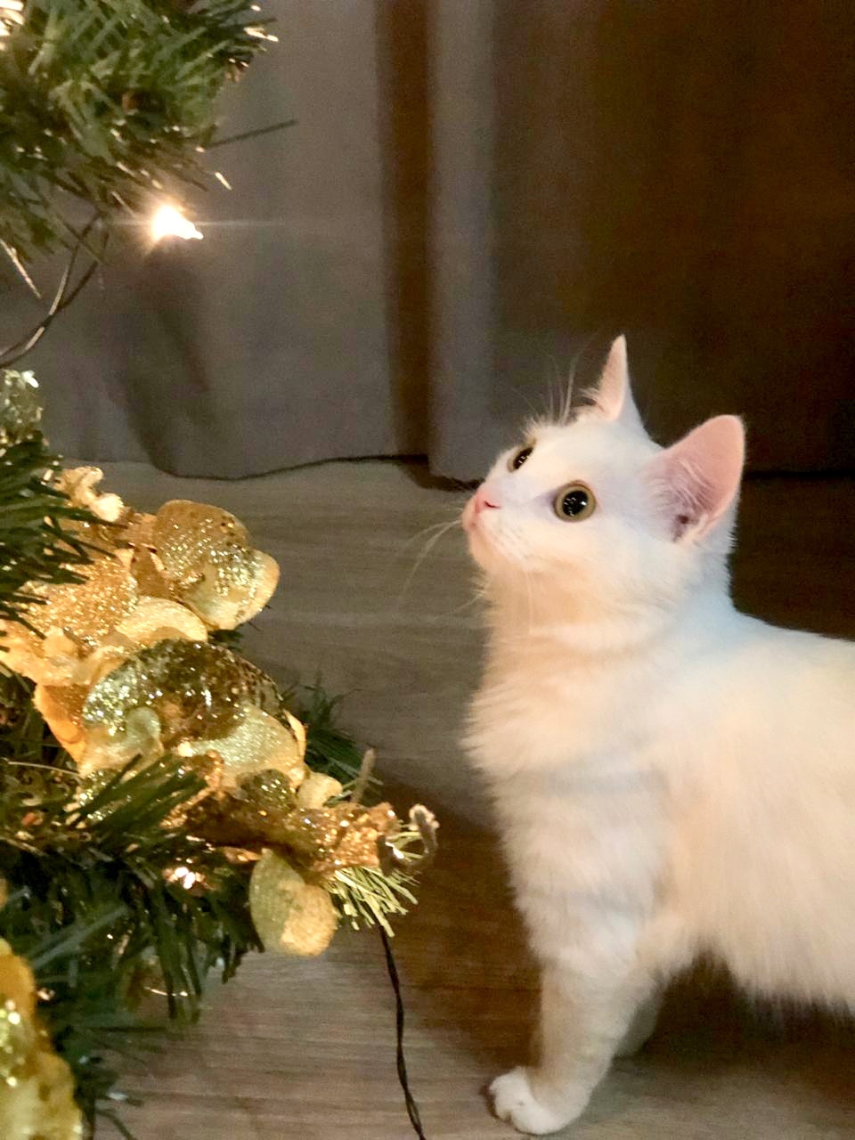 Christmas cats. - My, Catomafia, cat, New Year, Christmas trees, Longpost, No rating