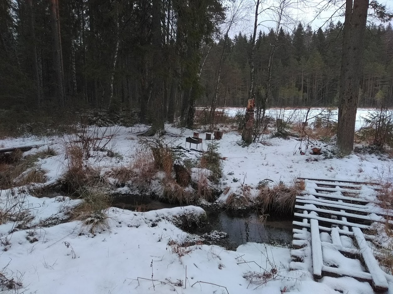 Hike 08.12.18. How it was... - My, Longpost, Forest, Hike, Leningrad region, Tourism