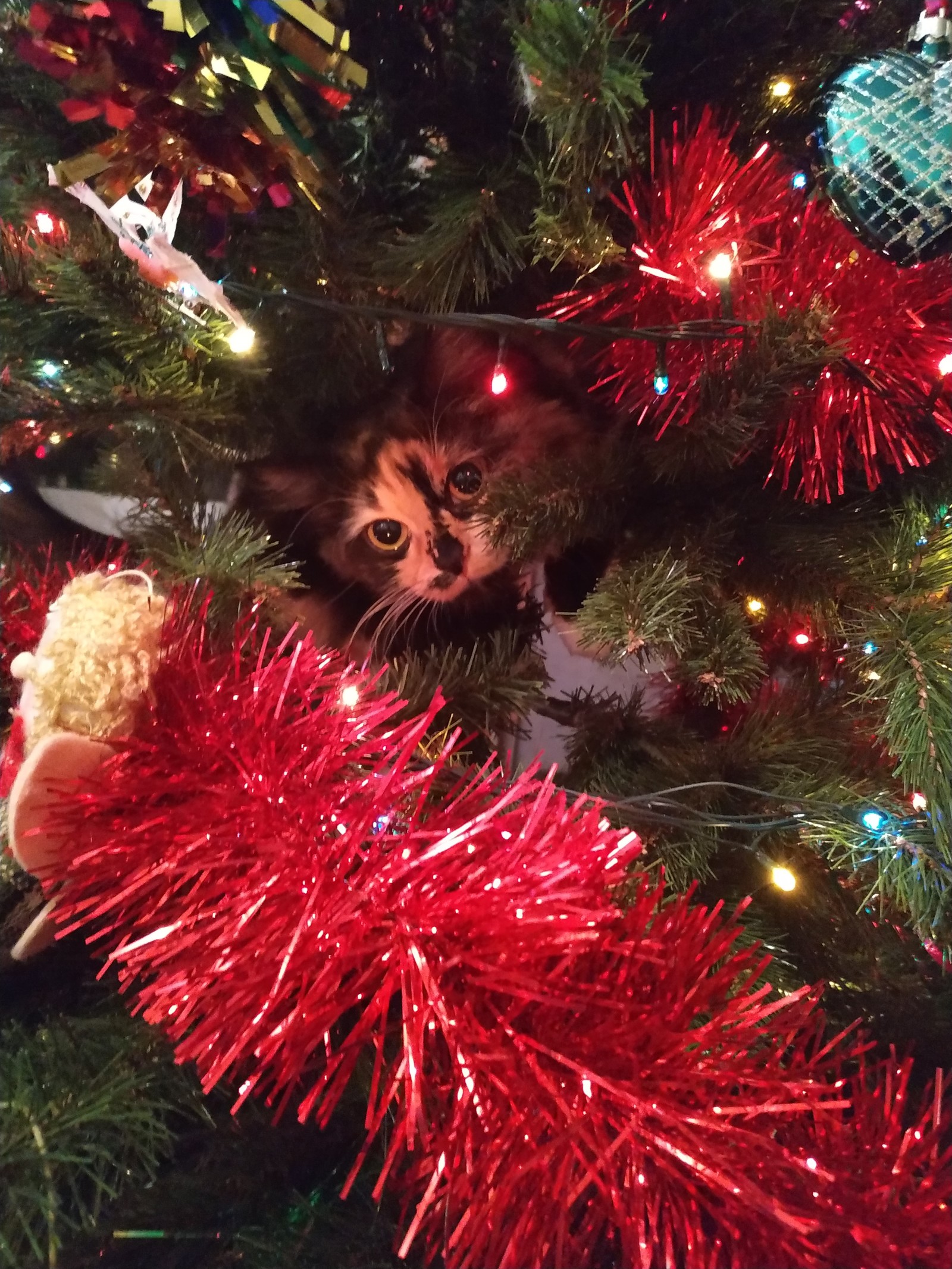 New Year mood to you! - My, cat, Catomafia, Christmas tree, Yourself with a mustache, Longpost