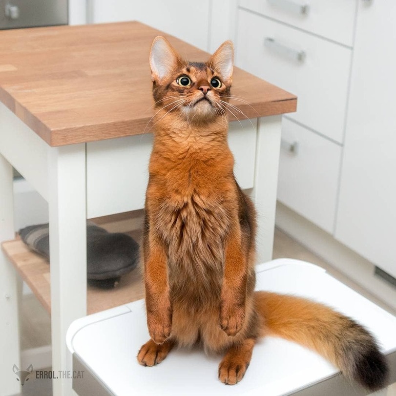 Somali cat - Catomafia, cat, Somali cat, Longpost