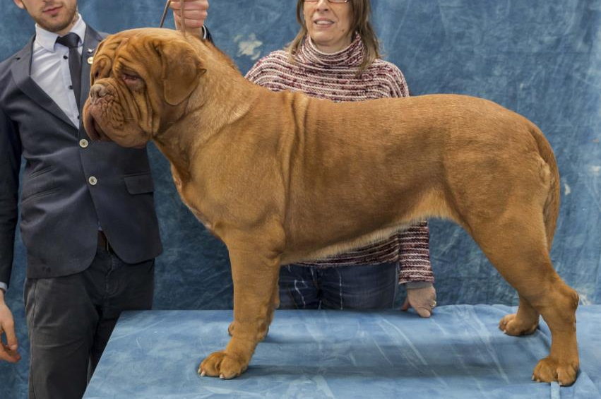 About dog breeds №78. - Dog, Dog breeds, Great Dane of Bordeaux, French Mastiff, Longpost